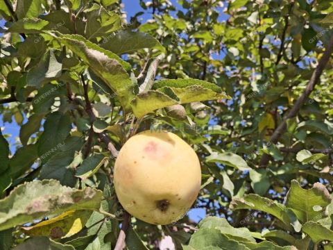 dacha-severnaya-kolta-sp-bogorodskiy-municipalnyy-okrug фото