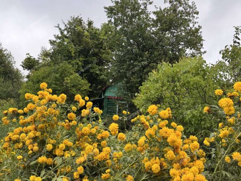 сад на Широтной улице