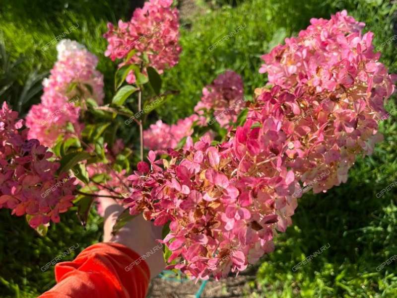 дом на СНТ Корабел