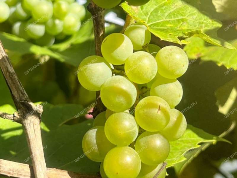 дом на Земляничной улице деревня Инютино