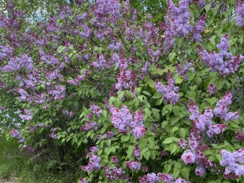 dom-poselok-gnilicy-ul-shushenskaya-d-67 фото