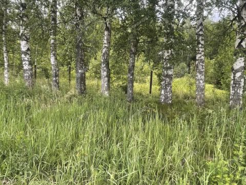 derevnya-klimotino-gorodskoy-okrug-chkalovsk фото