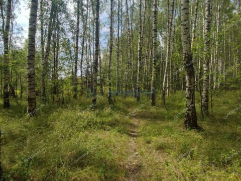 dacha-snt-tyulpan-derevnya-lapshiha-dalnekonstantinovskiy-rayon фото