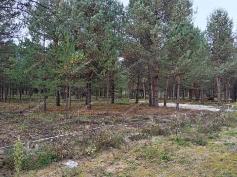 derevnya-ivanovskoe-gorodskoy-okrug-bor фото