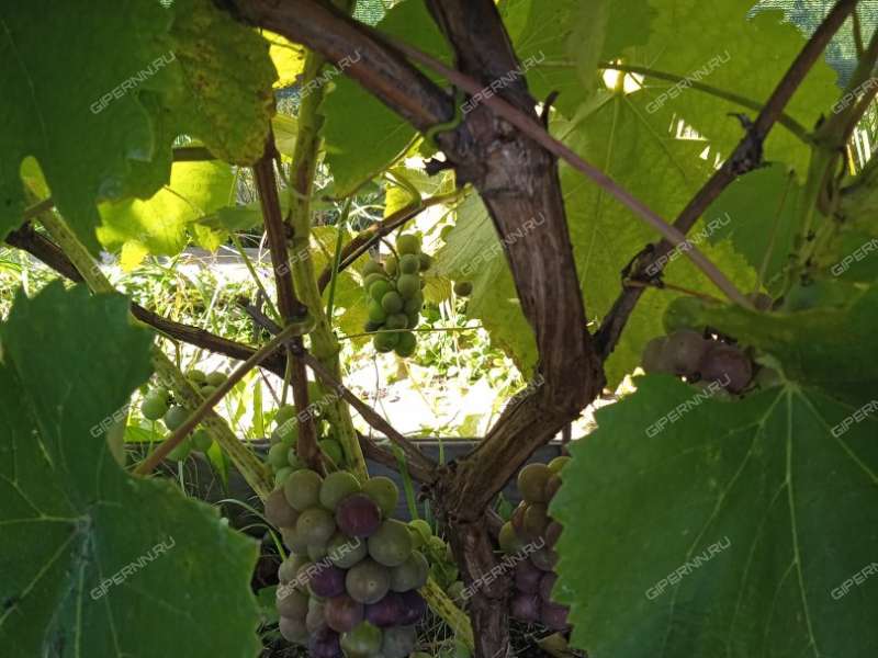 дача на СНТ Надежда