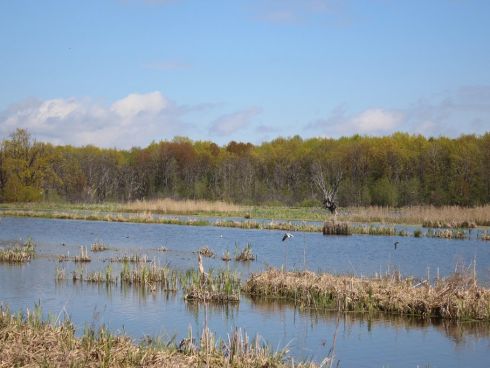 Царство озер и редких птиц: почему важно сберечь Артемовские луга от большой стройки?