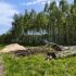 земельный участок 25 соток Лесная улица деревня Сысоевка