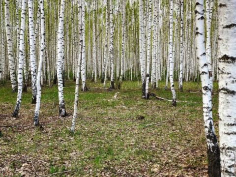 dom-selo-kamenka-vorotynskiy-gorodskoy-okrug фото