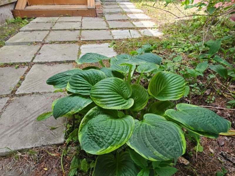 дом на Центральной улице село Доскино