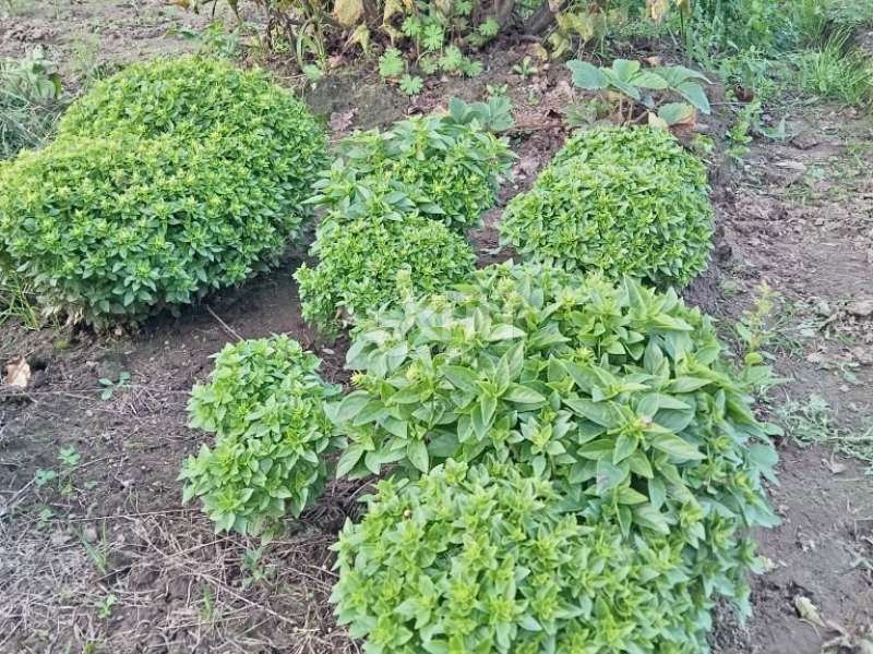 дача на Дорожной улице город Городец