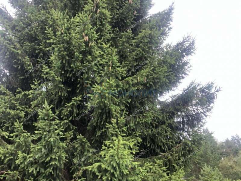 дача на ул полевая Ленинец-8 (деревня Хмелевая Поляна) тер. СНТ