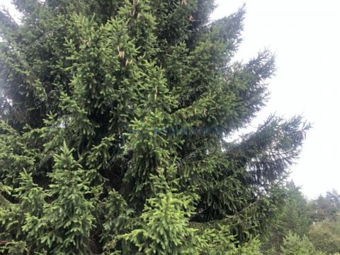 dacha-leninec-8-derevnya-hmelevaya-polyana-ter-snt-dalnekonstantinovskiy-rayon фото