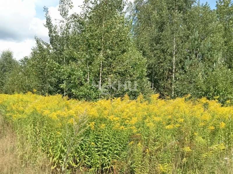 земельный участок 16 соток деревня Ковригино, Ковригинский сельсовет