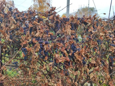 dom-selo-kechasovo-krasnooktyabrskiy-rayon фото